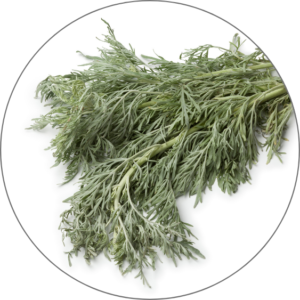 Artemisia