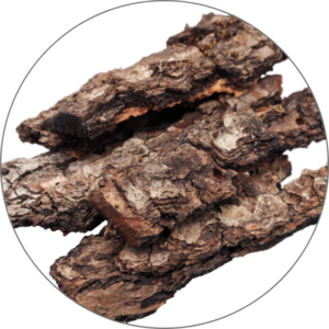 Cambodian Oud