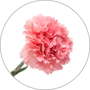 Carnation