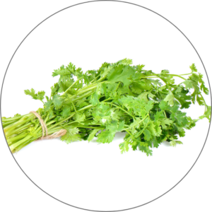 Coriander