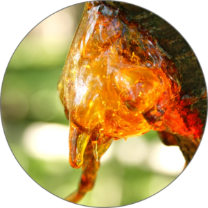 Fir Resin