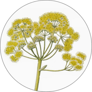 Galbanum