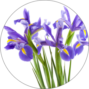 Iris Root