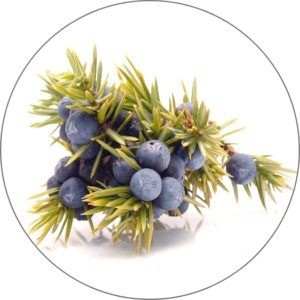 Juniper Berries