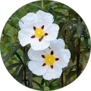 Labdanum