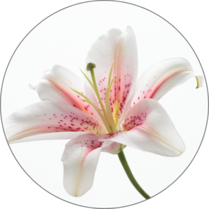 Lily
