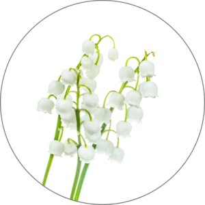 Lily of the Valley