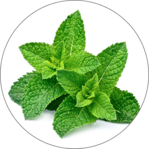 Mint