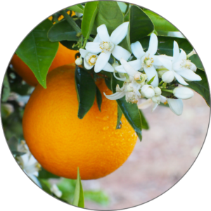 Orange Blossom