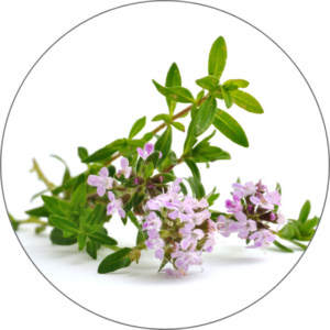 Thyme