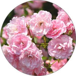 Turkish Rose