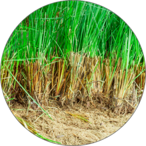 Vetiver 