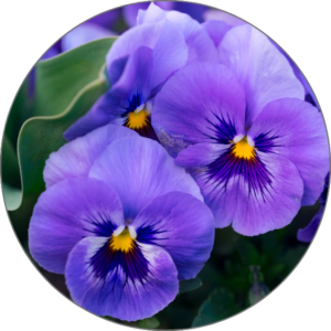 Violet