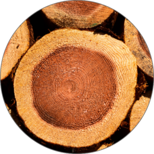Cedar wood 