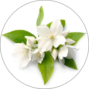  Moroccan Jasmine