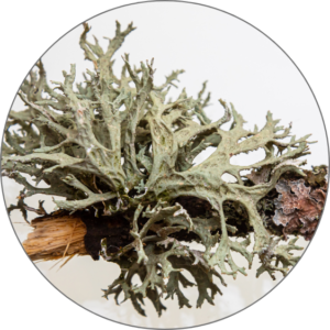 Oak-moss