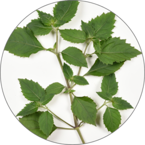 Patchouli