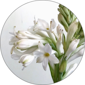 Tuberose