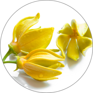  Ylang-Ylang