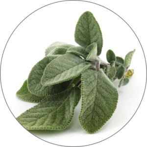 Sage